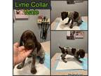Lime Collar Male Pointer