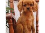 Cavalier King Charles Spaniel Puppy for sale in Bethel, PA, USA