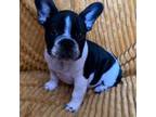 French Bulldog Puppy for sale in Grass Valley, CA, USA