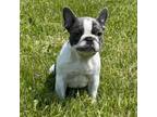 French Bulldog Puppy for sale in Saint Clair, MI, USA