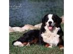 Bernese Mountain Dog Puppy for sale in Montrose, MI, USA