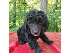 Mutt Puppy for sale in Ellijay, GA, USA