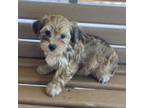Yorkshire Terrier Puppy for sale in Quitman, TX, USA