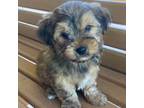 Yorkshire Terrier Puppy for sale in Quitman, TX, USA