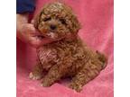 Poodle (Toy) Puppy for sale in Rockville, MD, USA
