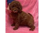 Cavapoo Puppy for sale in Rockville, MD, USA