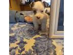 Schnauzer (Miniature) Puppy for sale in Perkins, OK, USA