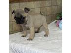 Pug Puppy for sale in Fennimore, WI, USA