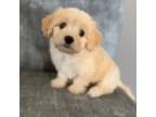 Maltipoo Puppy for sale in Marshfield, MO, USA
