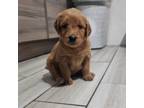Goldendoodle Puppy for sale in Somerville, MA, USA