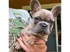 Compact Lilac Frenchie Female