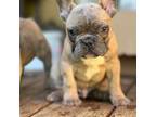 French Bulldog Puppy for sale in Friendsville, TN, USA