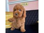 Poodle (Toy) Puppy for sale in Canton, TX, USA