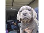 Cavapoo Puppy for sale in Van Buren, AR, USA