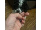 Poodle (Toy) Puppy for sale in Texarkana, TX, USA