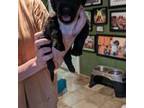 Mutt Puppy for sale in Sullivan, MO, USA