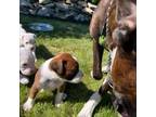 Boxer Puppy for sale in Plainfield, IL, USA