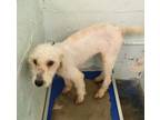Adopt Buddy a Mixed Breed, Poodle