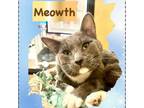 Adopt Meowth a Domestic Short Hair