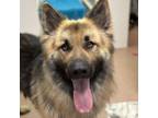 Adopt Beast CFS# 240038137 a German Shepherd Dog