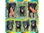 Adopt Vader CFS 240037106 a Labrador Retriever