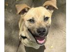 Adopt Dexter a Labrador Retriever, German Shepherd Dog