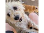 Adopt CASPER a West Highland White Terrier / Westie
