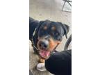 Adopt Brutus the Brave a Mixed Breed