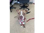 Adopt Marcus a Mixed Breed