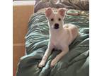 Adopt Kiro F NV a Labrador Retriever