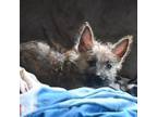 Cairn Terrier Puppy for sale in Detroit Lakes, MN, USA
