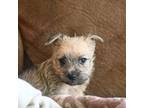 Cairn Terrier Puppy for sale in Detroit Lakes, MN, USA