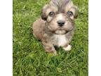 Zuchon Puppy for sale in Woodbury, MN, USA