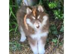 Siberian Husky Puppy for sale in Monticello, WI, USA