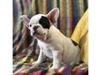 French Bulldog Puppy for sale in Madrid, NE, USA