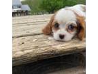 Cavalier King Charles Spaniel Puppy for sale in Fennimore, WI, USA