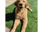 Golden Retriever Puppy for sale in Eugene, OR, USA