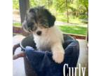 Mutt Puppy for sale in Lincoln, CA, USA