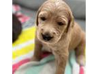 Goldendoodle Puppy for sale in Hialeah, FL, USA