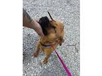 Dean, American Pit Bull Terrier For Adoption In Morgantown, Kentucky