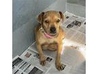 Madea, Boston Terrier For Adoption In Esc, California