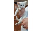 Cloudy, Domestic Shorthair For Adoption In Lorain, Ohio