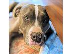 Cornbread, American Pit Bull Terrier For Adoption In Oakland, California