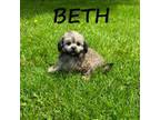 Shih-Poo Puppy for sale in New Richland, MN, USA
