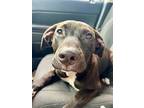 Duke, American Pit Bull Terrier For Adoption In Lexington, Kentucky