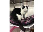 Nate, Domestic Shorthair For Adoption In Grand Rapids, Michigan
