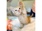 Clementine, Domestic Shorthair For Adoption In Mooresville, North Carolina