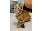 Mandy, Domestic Shorthair For Adoption In Mooresville, North Carolina