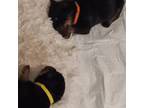 Rottweiler Puppy for sale in Richmond, VA, USA