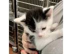 Bocelli Domestic Shorthair Kitten Male